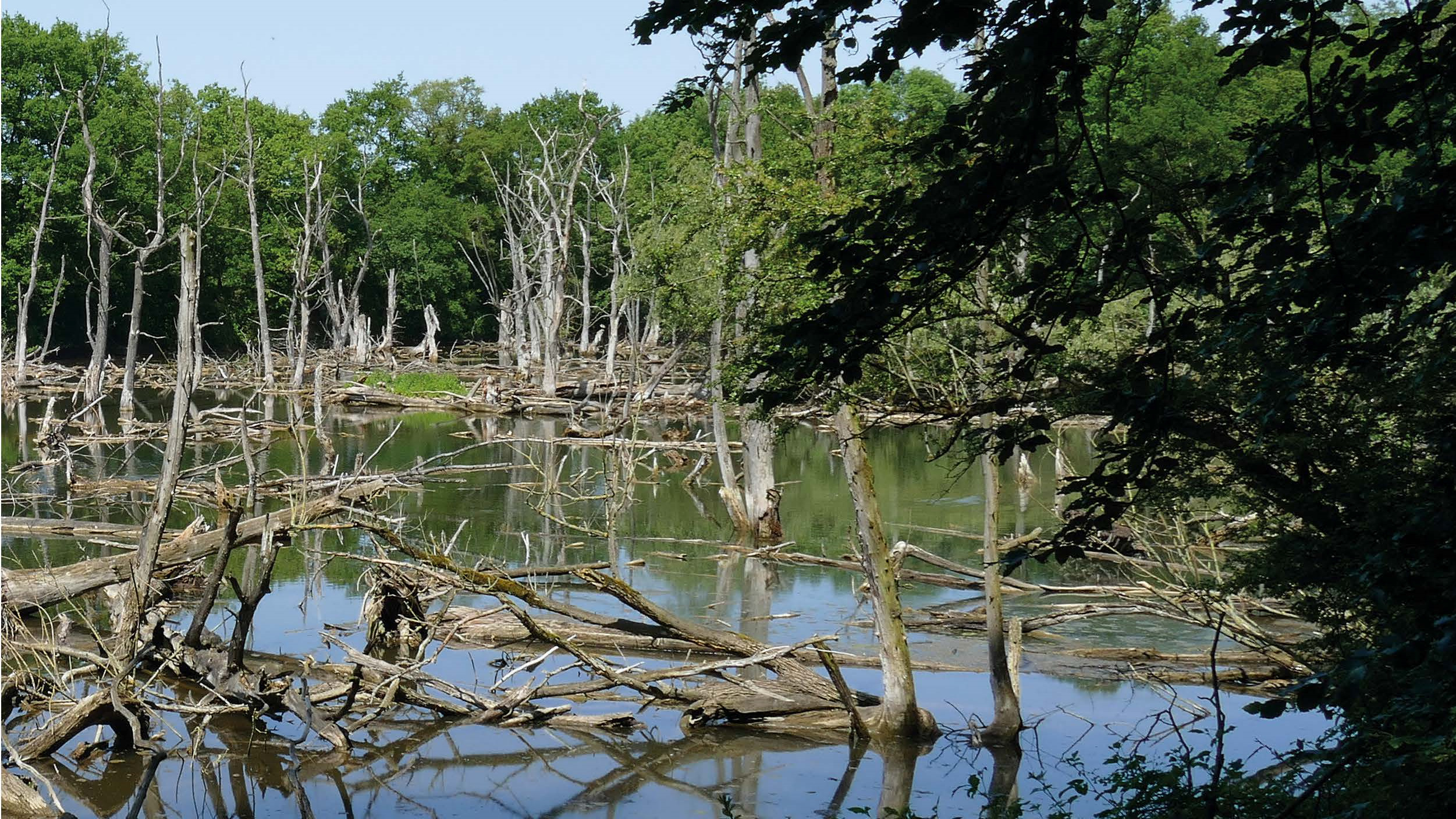 Groov'sches Loch im Selikumer Wald, Neuss